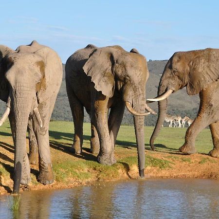 Addo Elephant Lodge & Safaris Kirkwood Exteriér fotografie