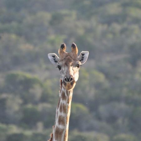 Addo Elephant Lodge & Safaris Kirkwood Exteriér fotografie