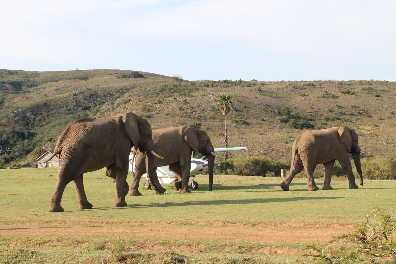 Addo Elephant Lodge & Safaris Kirkwood Exteriér fotografie
