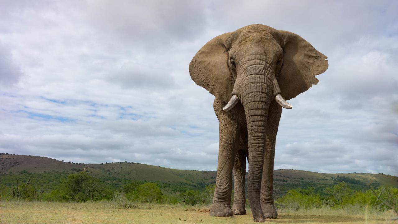 Addo Elephant Lodge & Safaris Kirkwood Exteriér fotografie