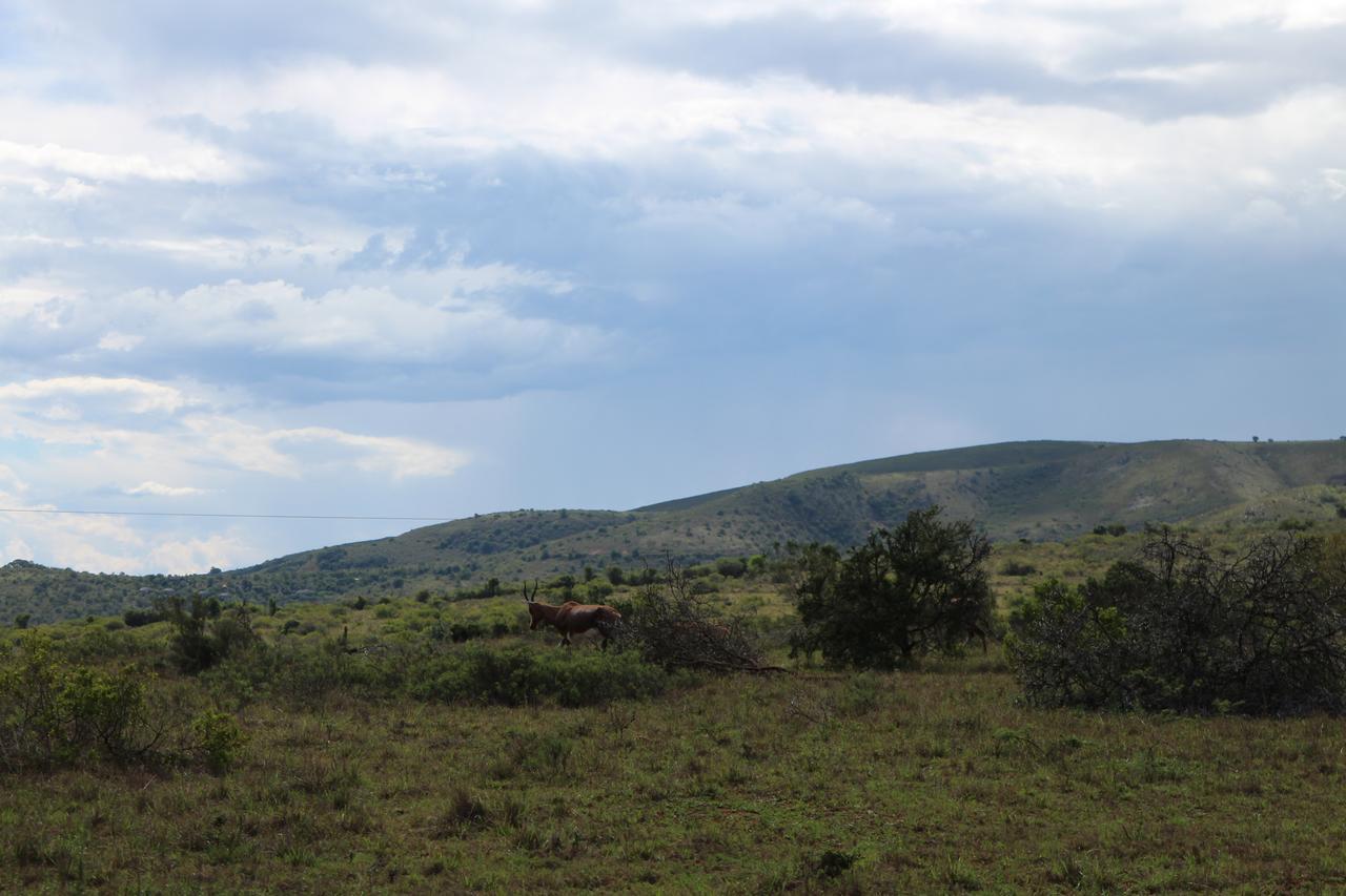 Addo Elephant Lodge & Safaris Kirkwood Exteriér fotografie
