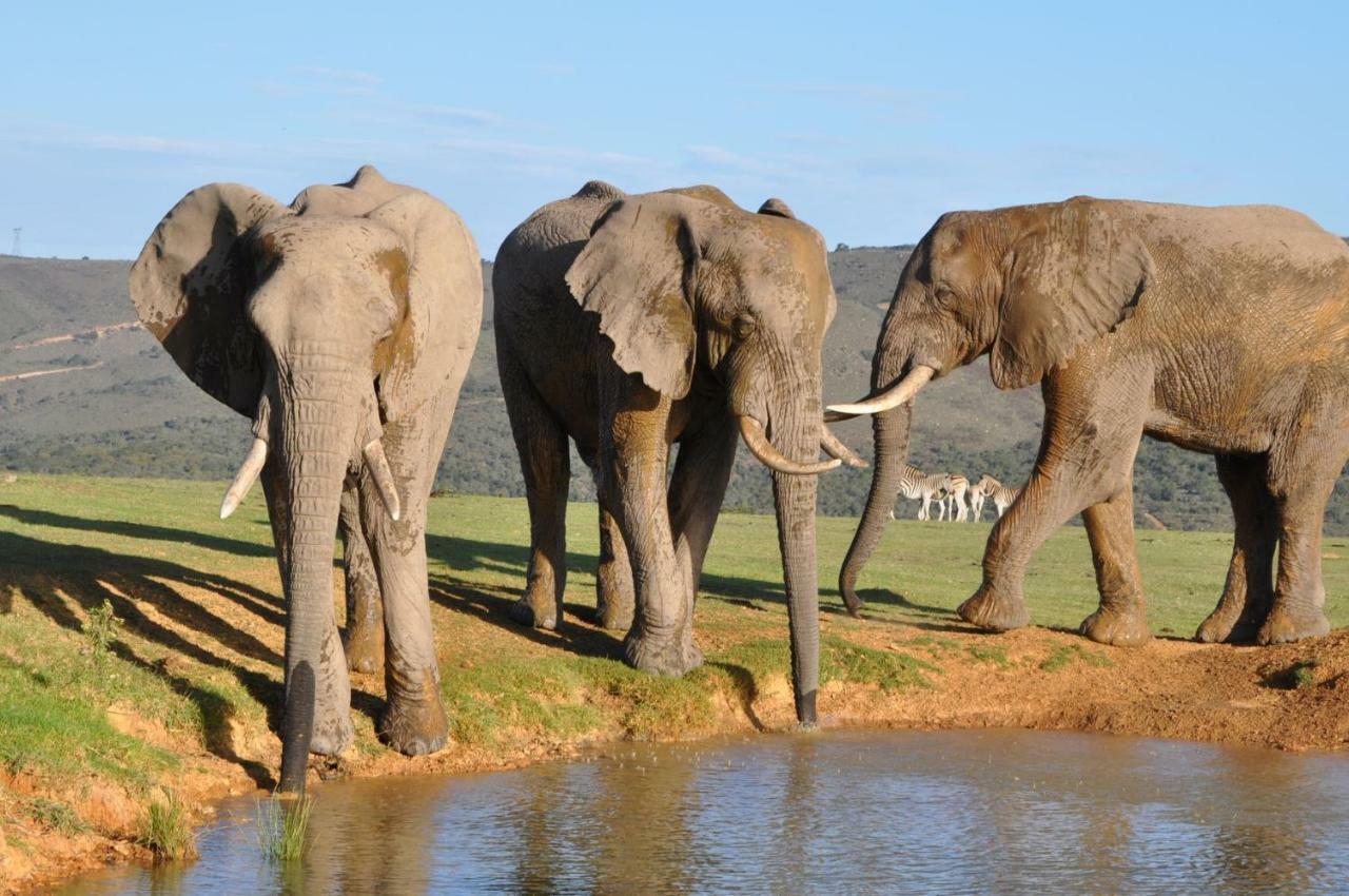 Addo Elephant Lodge & Safaris Kirkwood Exteriér fotografie