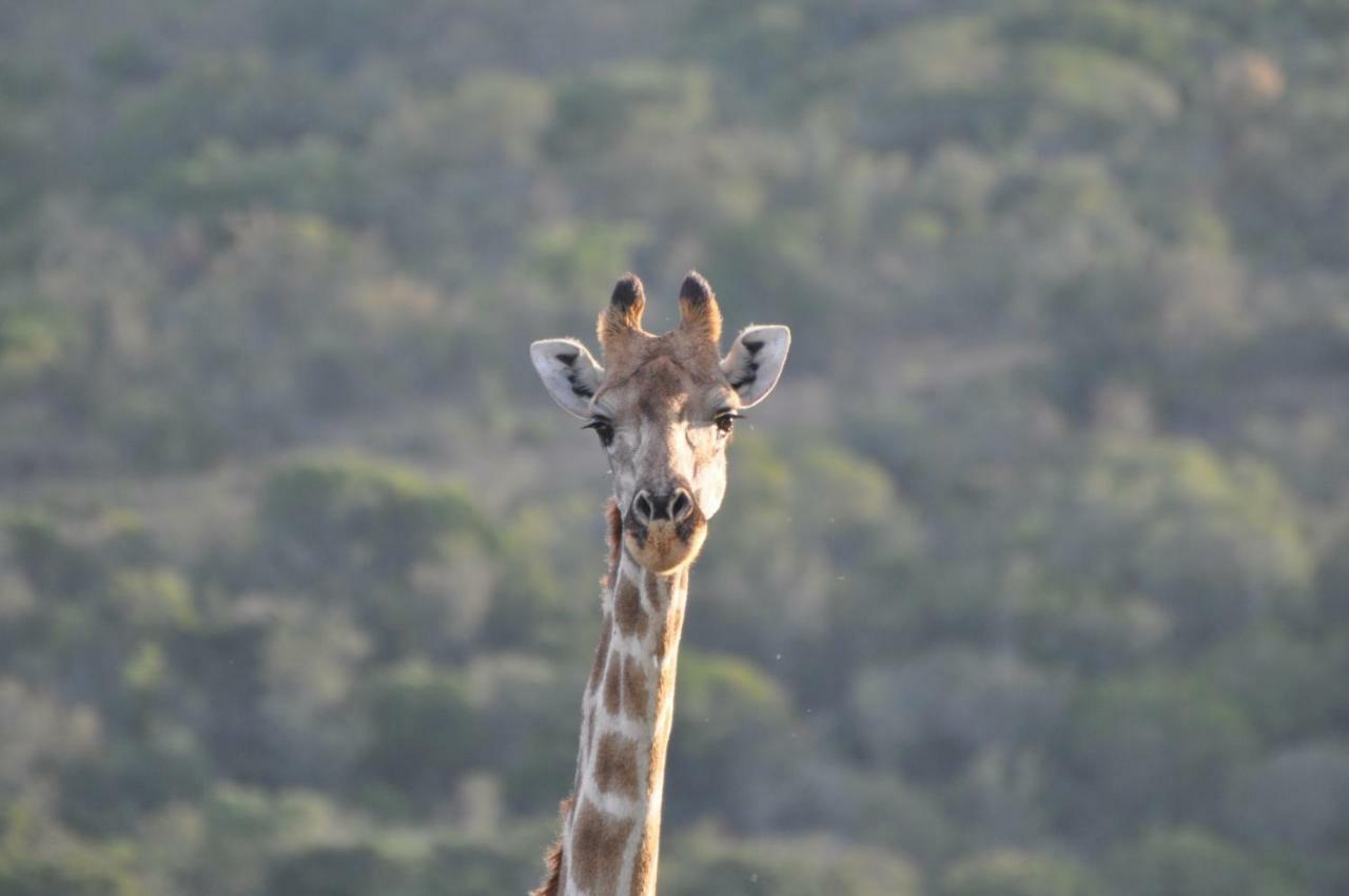 Addo Elephant Lodge & Safaris Kirkwood Exteriér fotografie